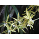 Miltonia Flavescens no sanção - Haste Floral (SALDÃO)