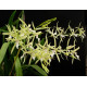 Miltonia Flavescens no sanção - Haste Floral (SALDÃO)