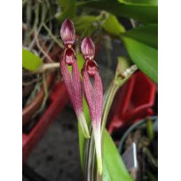 Bulbophyllum Biflorum Red