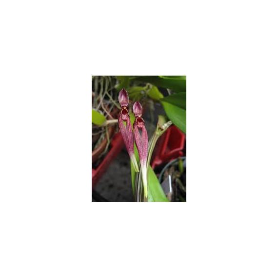 Bulbophyllum Biflorum Red