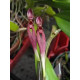 Bulbophyllum Biflorum Red