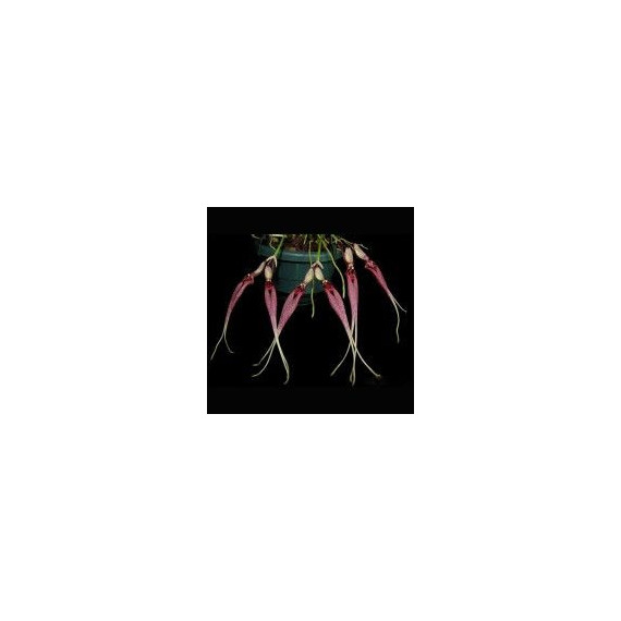 Bulbophyllum Biflorum Red - AD