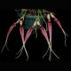 Bulbophyllum Biflorum Red - AD