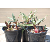 Lebedouria Socialis - Muda