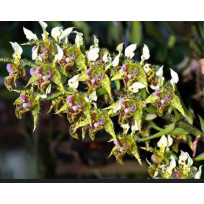 Dendrobium Polysema - T3