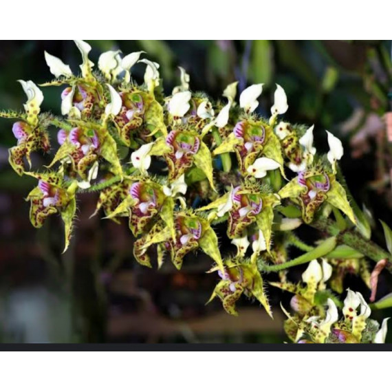 Dendrobium Polysema - T3