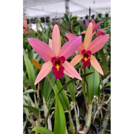 Lc. Santa Barbara Sunset  - No Cachepot