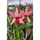 Lc. Santa Barbara Sunset  - Ad