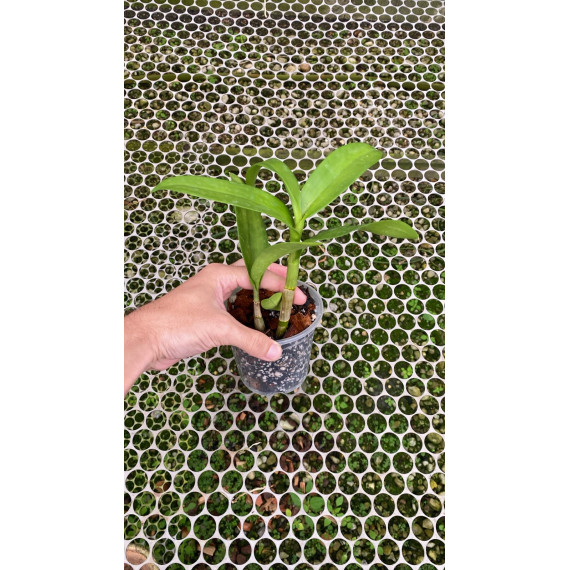 Dendrobium  Dr Uthai Mini (denphal) -  NBS