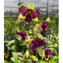 Dendrobium May Neal Uraiwan "Mutation"