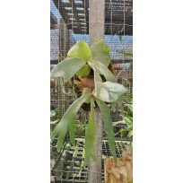 Platycerium Willinckii Silver (muda 20 cm)