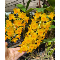 Dendrobium Densiflorum - AD