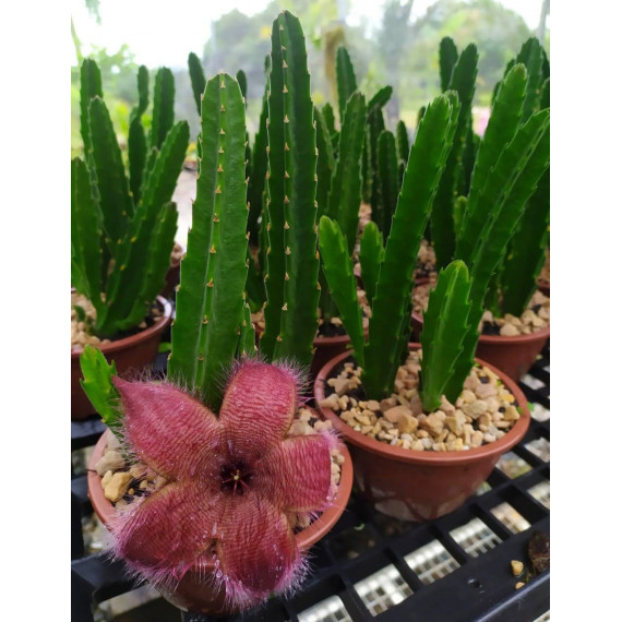 Cacto Estrela (Época de Flor)