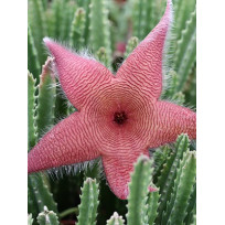 Cacto Estrela ( Stapelia )