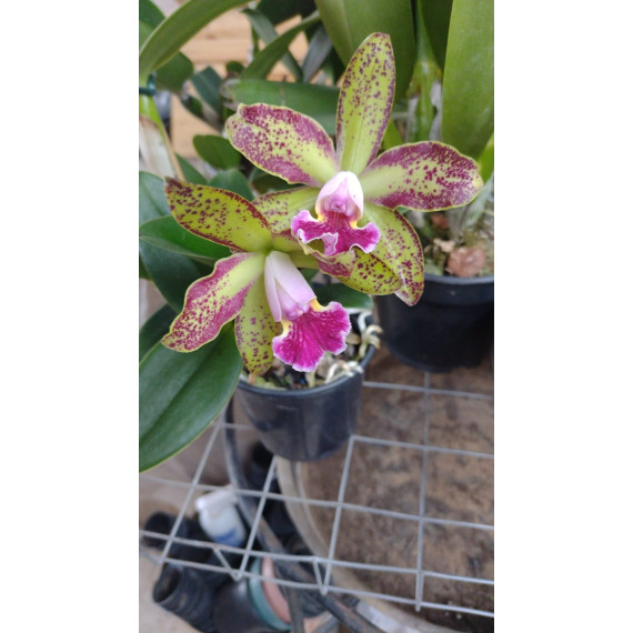 Cattleya Wainae Leopard x Schilleriana - AD