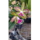 Cattleya Wainae Leopard x Schilleriana - AD