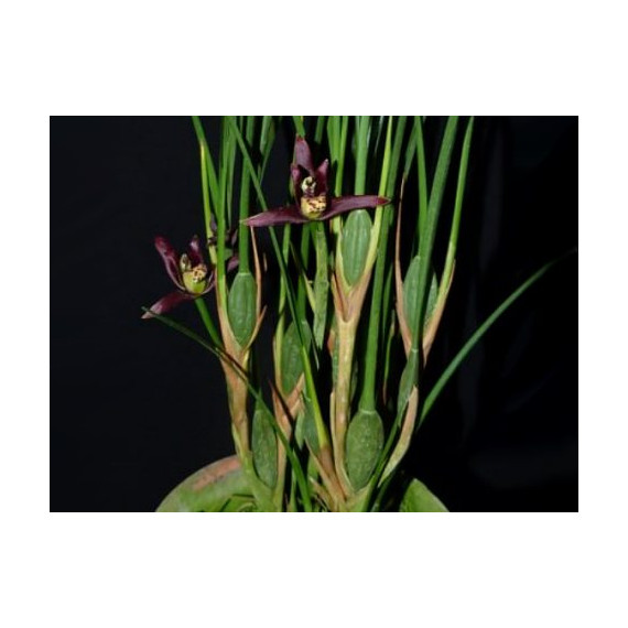 Maxillaria Tenuifolia Nigrescens - Perfume Doce...