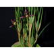 Maxillaria Tenuifolia Nigrescens - Perfumada