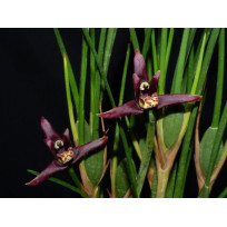 Maxillaria Tenuifolia Nigrescens - AD