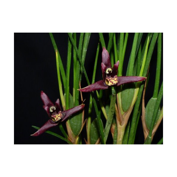 Maxillaria Tenuifolia Nigrescens - Perfumada