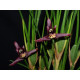 Maxillaria Tenuifolia Nigrescens - Perfumada