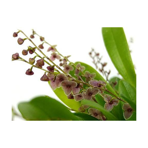 Stelis Argentata Touceirinha - EM FLORAÇÃO
