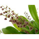 Stelis Argentata Touceira - AD