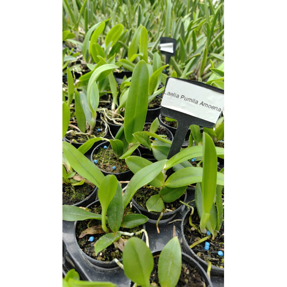 Laelia Pumila Amoena - t3