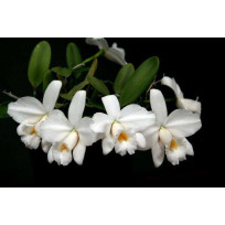 Laelia Pumila Alba - NBS