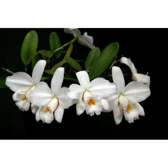 Laelia Pumila Alba - NBS