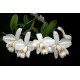 Laelia Pumila Alba - NBS