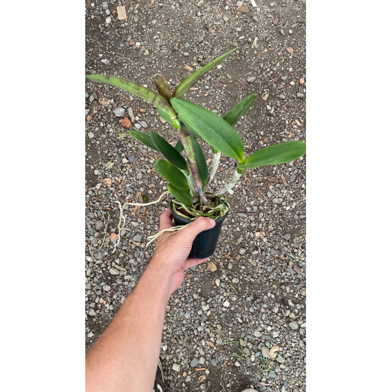Cattleya Wainae Leopard x Schilleriana - AD