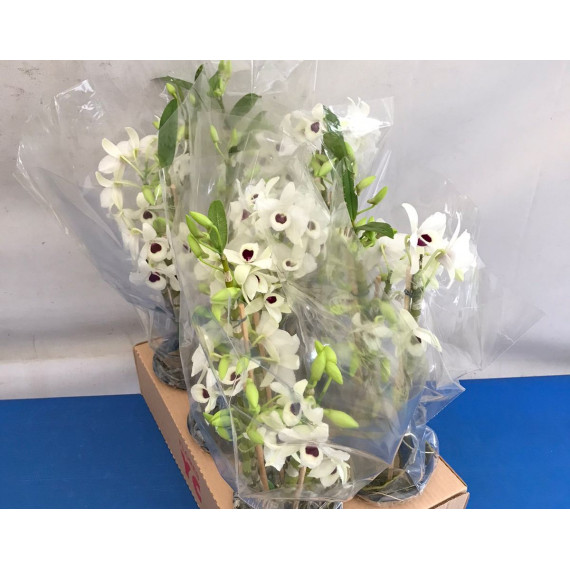Dendrobium Yukidamura King - AD