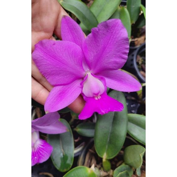 Cattleya Walkeriana (SUPER PROMO)
