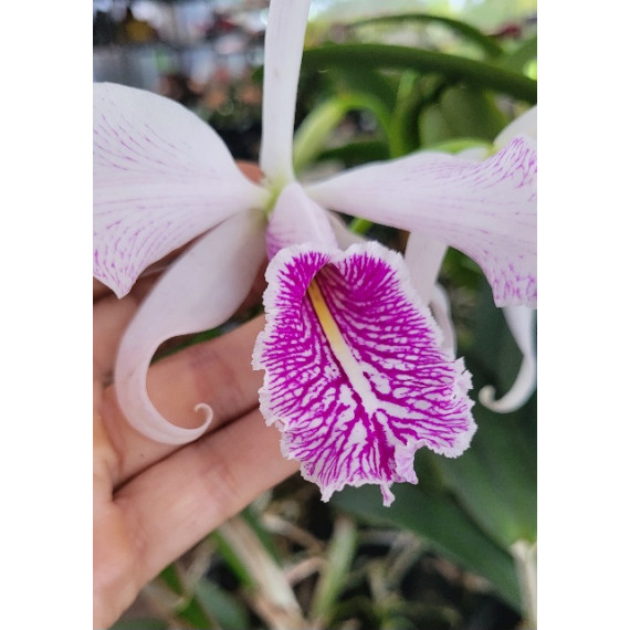 Cattleya Máxima Semi Alba Estriata  - Espata
