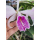 Cattleya Máxima Semi Alba Estriata  - AD