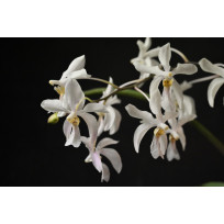 Holcoglossum Subulifolium x Phalaenopsis Stuartiana - AD