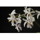 Holcoglossum Subulifolium x Phalaenopsis Stuartiana - AD