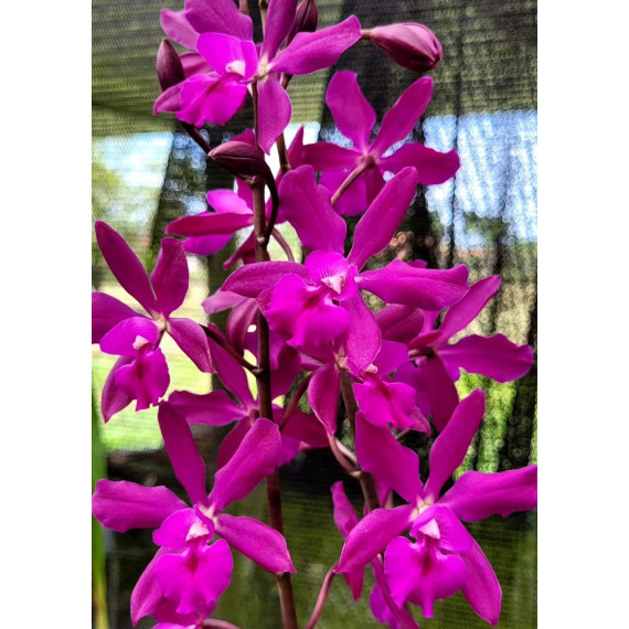 Guaricyclia Yucatan - AD