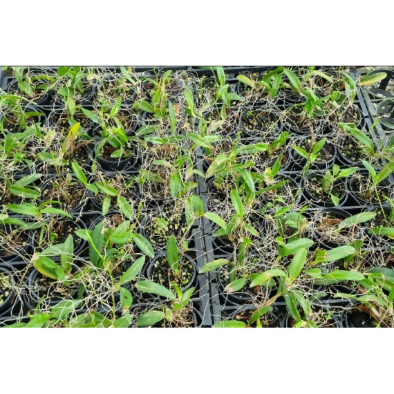 Rodriguezia Obtusifolia - Keiki de 20 cm