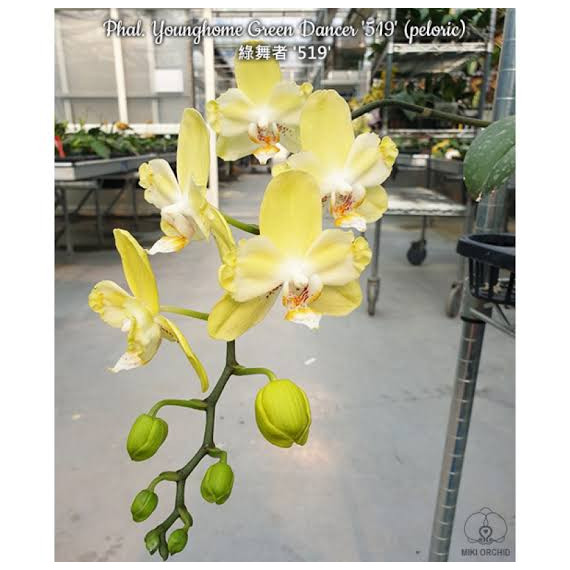 Phalaenopsis Younghome Green Dancer - Haste Floral