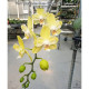 Phalaenopsis Younghome Green Dancer EM FLORAÇÃO