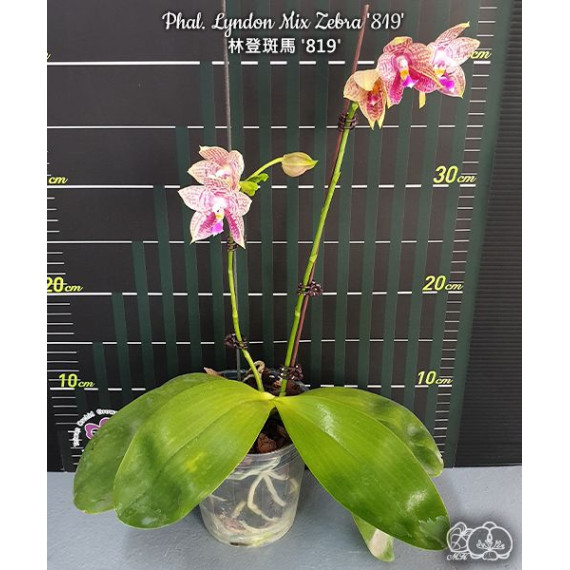 Phalaenopsis Lyndon Mix Zebra "819" - Perfumada...