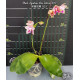 Phalaenopsis Lyndon Mix Zebra "819" - Perfumada (Haste Floral)