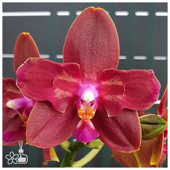 Phalaenopsis Zheng Min Parakeet 3108 - AD