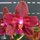 Phalaenopsis Zheng Min Parakeet 3108 - AD