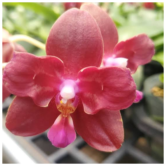 Phalaenopsis Zheng Min Parakeet 3108 - AD