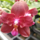 Phalaenopsis Zheng Min Parakeet 3108 - AD