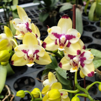Phalaenopsis Maysang Black Boy 3145 (Haste Floral)