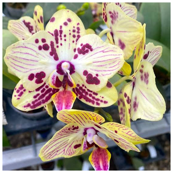 Phalaenopsis Ox Sponge Bob - AD